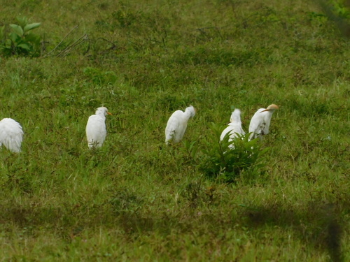 Bubulcus image
