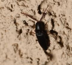 Dicrepidius corvinus