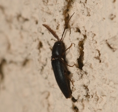 Dicrepidius corvinus