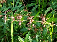 Decodon