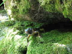 Pseudocordylus microlepidotus microlepidotus