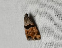 Cobubatha lixiva