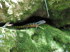 Pseudocordylus microlepidotus microlepidotus