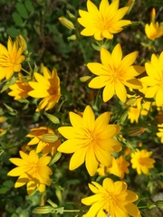 Blackstonia grandiflora