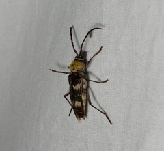 Megacyllene antennata