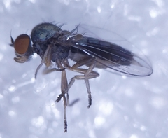 Agathomyia antennata
