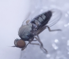 Agathomyia antennata