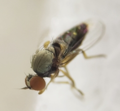 Agathomyia antennata