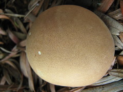 Scleroderma flavidum
