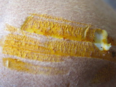 Scleroderma flavidum