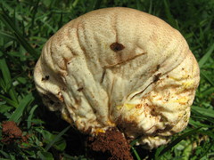 Scleroderma flavidum