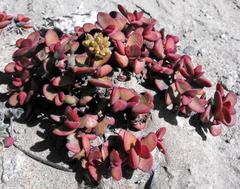 Crassula atropurpurea cultriformis