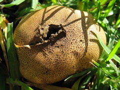 Scleroderma flavidum