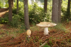 Amanita russuloides