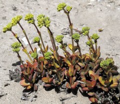 Crassula atropurpurea cultriformis