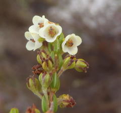 Orophanes