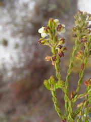 Orophanes