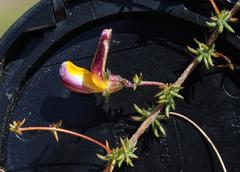 Aspalathus retroflexa