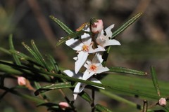 Boronia hapalophylla