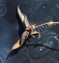 Aspalathus retroflexa