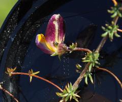 Aspalathus retroflexa