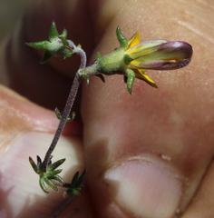 Aspalathus retroflexa