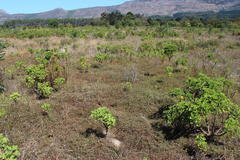 Aspalathus retroflexa