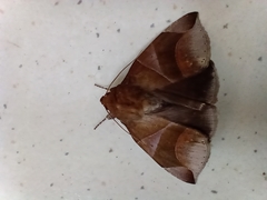 Ophisma