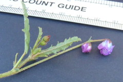 Hermannia coccocarpa