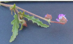 Hermannia coccocarpa