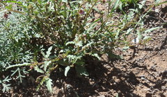 Hermannia coccocarpa