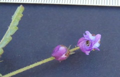 Hermannia coccocarpa