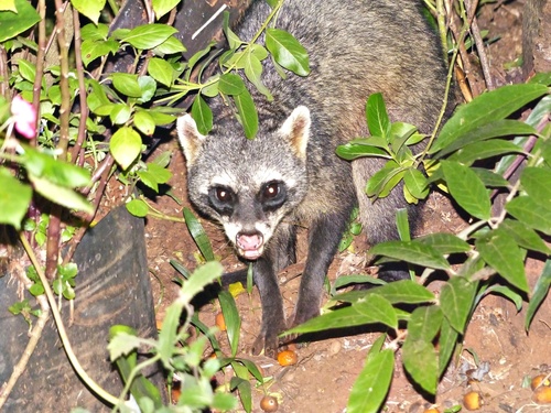 Crab-eating Raccoon