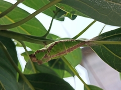 Papilio menatius victorinus