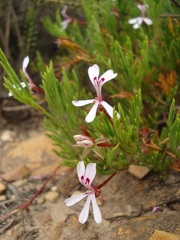 Pelargonium laevigatum laevigatum