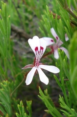 Pelargonium laevigatum laevigatum