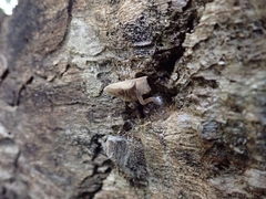 Simocybe serrulata