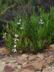 Pelargonium laevigatum laevigatum