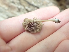 Simocybe serrulata