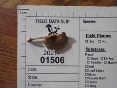 Simocybe serrulata