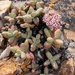 Crassula brevifolia psammophila - Photo (c) pietermier, some rights reserved (CC BY-NC)