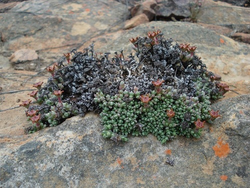 Antimima maxwellii · iNaturalist