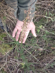 Baccharis coridifolia