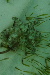 Octopus briareus