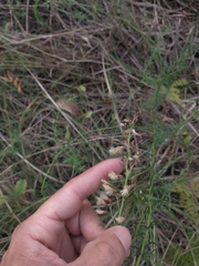 Baccharis coridifolia