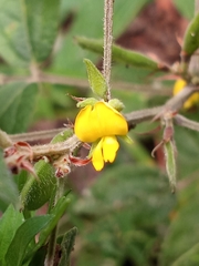 Rhynchosia tomentosa