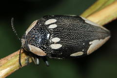 Sternocera orissa orissa