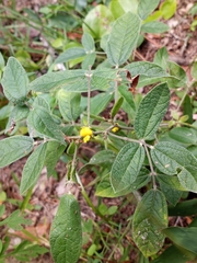 Rhynchosia tomentosa