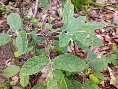 Rhynchosia tomentosa