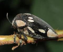 Sternocera orissa orissa